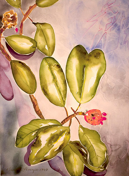 Danielle Levesque Hird: Magnolia Seeds